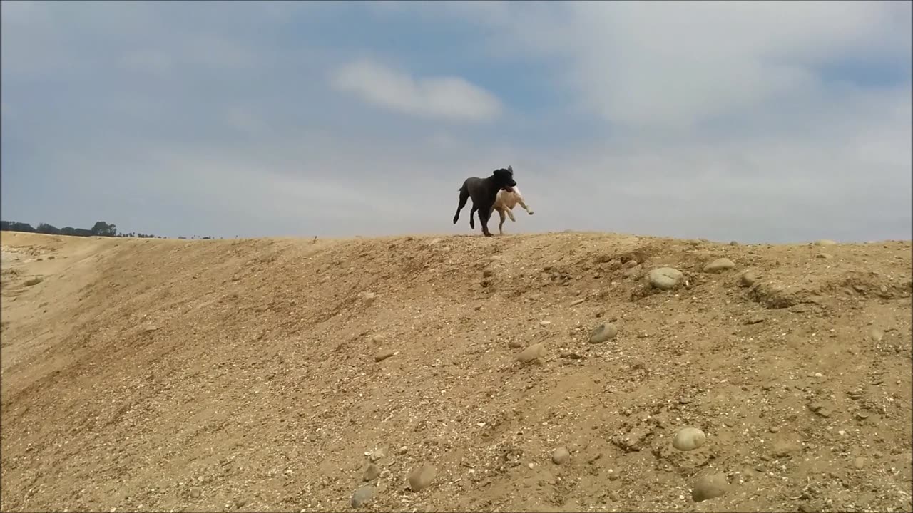 Lily and Pooh Bear, Fiesta Island, San Diego, CA - July 2014