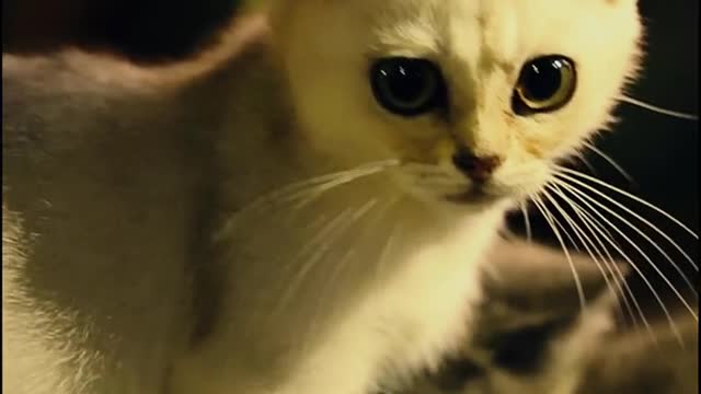 Lovely animals