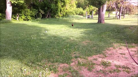 Today's Favor is Tomorrow's Duty - Phineas, The Red-Neck Pheasant is Served