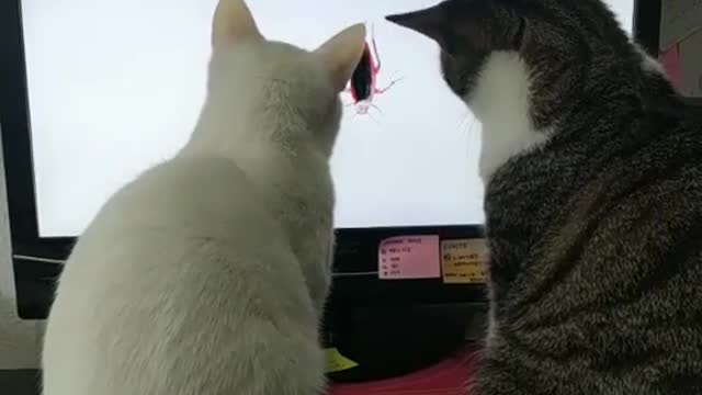 Cats seen TV amazing funny video