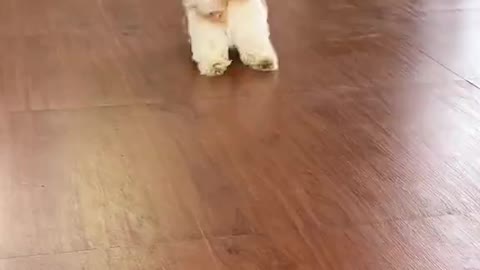 Puppy Drags Feet While Playing Fetch