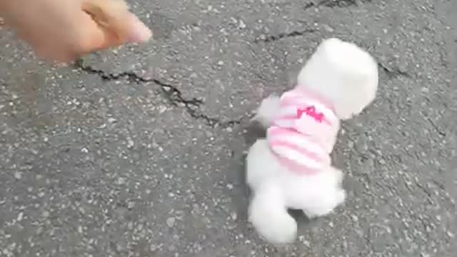 Teddy bear cut white pomeranian