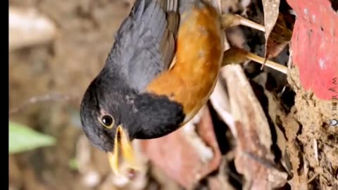 Birds