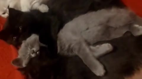 4 kittens sleep together