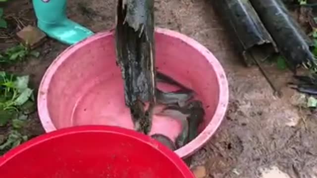 Catching Catfish Hiding in Wood Hole