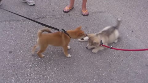 Alaskan malamute vs shiba inu