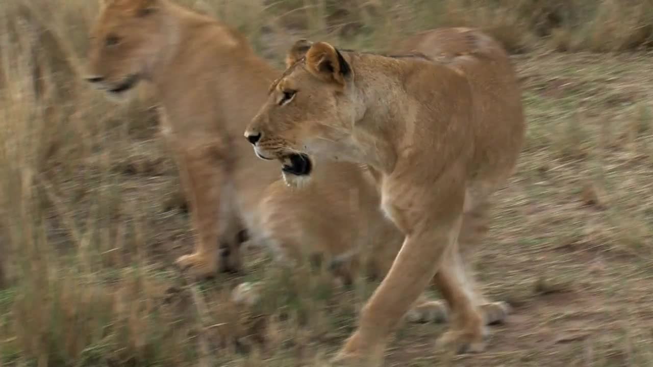 Pride of Lions standing by a watering hole