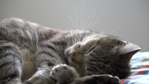 this cat was having a nightmare