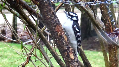 Woodpecker