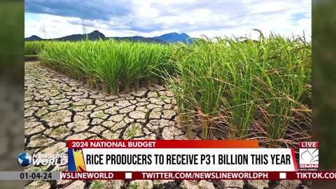 Rice producers to receive P31 billion this year