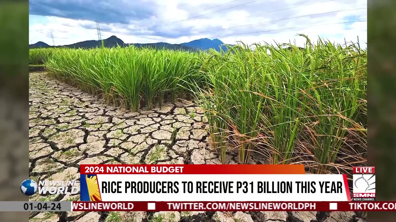 Rice producers to receive P31 billion this year