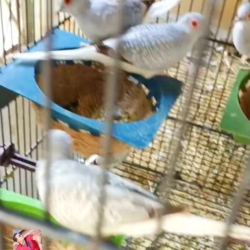 First Chick of my China Dove