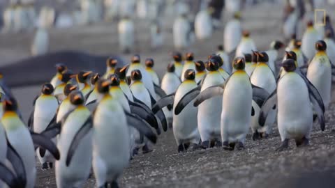 Go Inside an Antarctic 'City' of 400,000 King Penguins — Ep. 4 | Wildlife: Resurrection Island