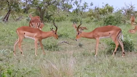 Impala rams fights 🤗Amazing 💕 love