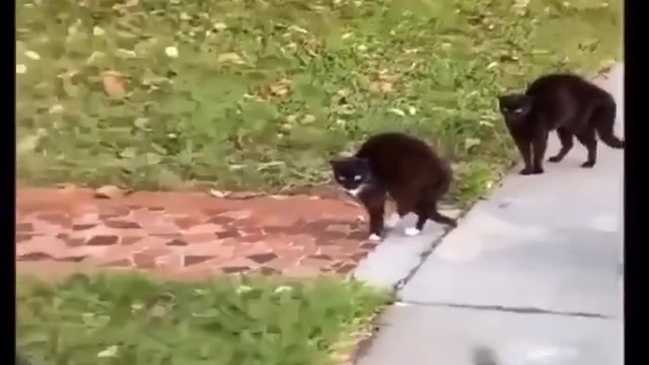 The meeeewwwwww gang v/s dog 😅😂😅🤣