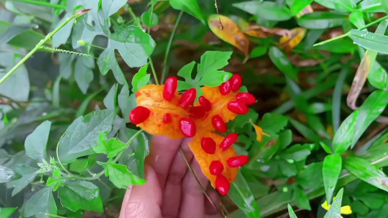 Amazing color full fruit