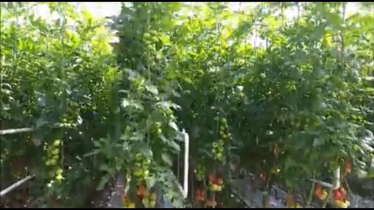 גון קרי מקדם משבר האקלים רמת פחמן דו חמצני של 350 מסוכנת תשאלו את בעלי החממות לגידול המזון שלנו