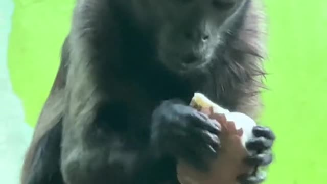 Little black monkey eats eggs