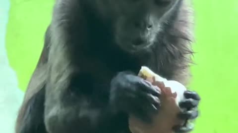 Little black monkey eats eggs