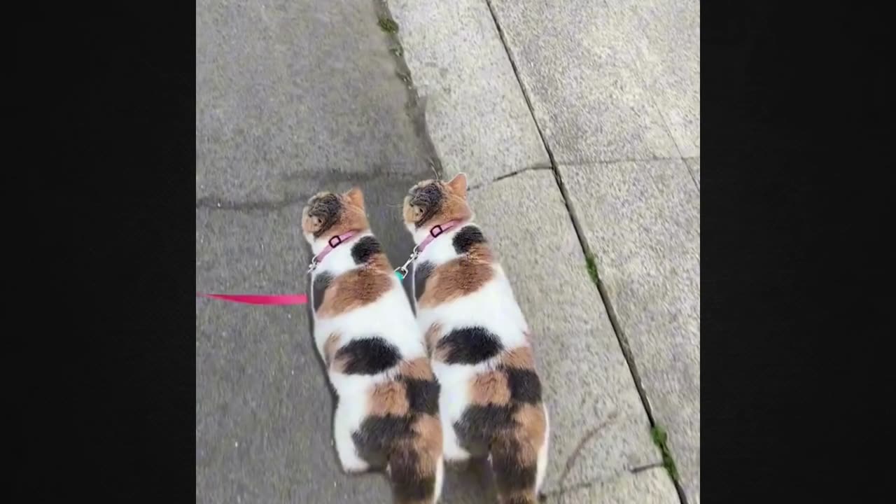 How Do They Do It? The Secret Behind Cat Synchronicity!