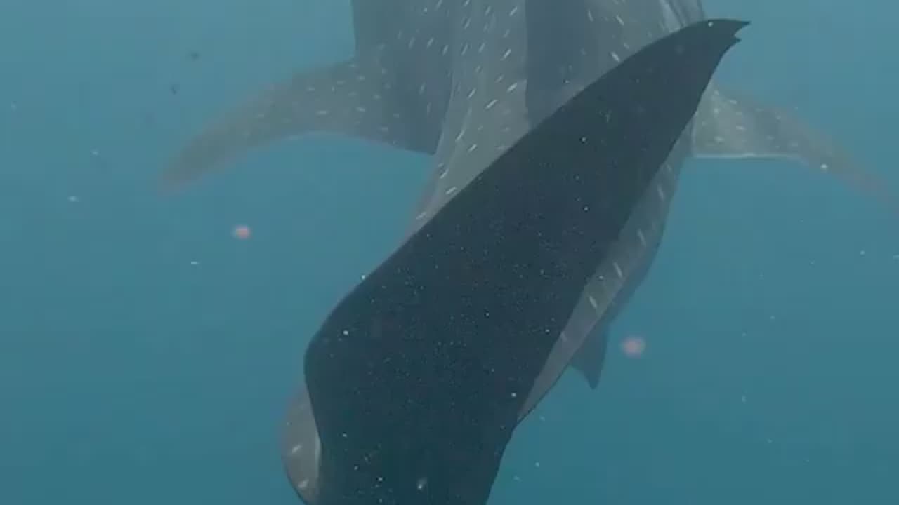 This giant swims calmly and solemnly