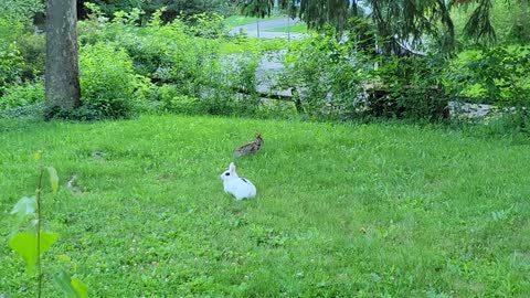 HORRIBLE DIFFERENCES BETWEEN WILD AND DOMESTIC RABBIT