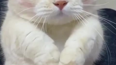 funny cat