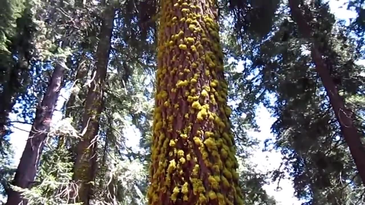 Top 5 BIGGEST Trees on Earth