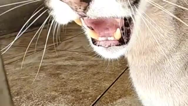 Cat playing with his Owner Please watch
