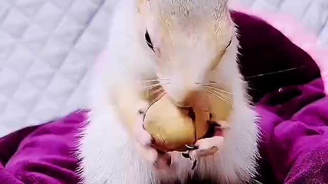 squirrel eating walnuts