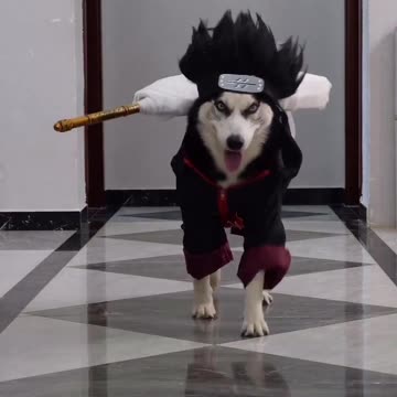 He's legit dog 🐶 funny video |Funny animal videos| try not to laugh