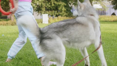 Person Playing with a Dog at the Park