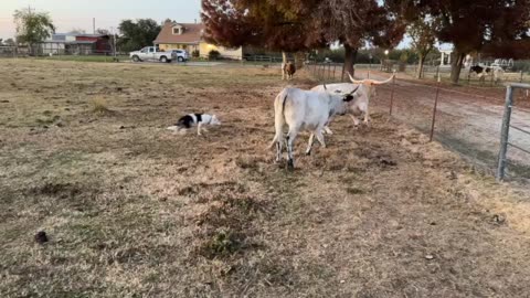 Emergency Run to get cows S02 E02