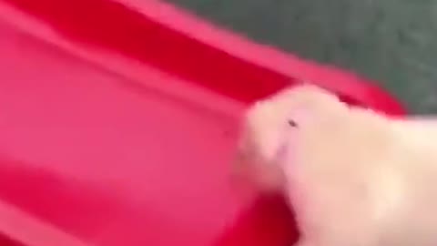 This Cute Puppy Loves The Slide!