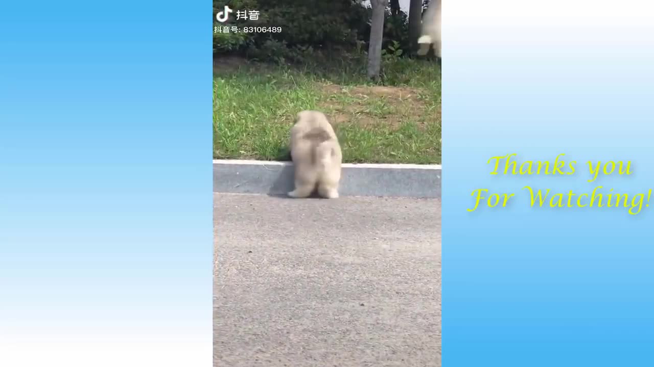 Funniest animals-cats