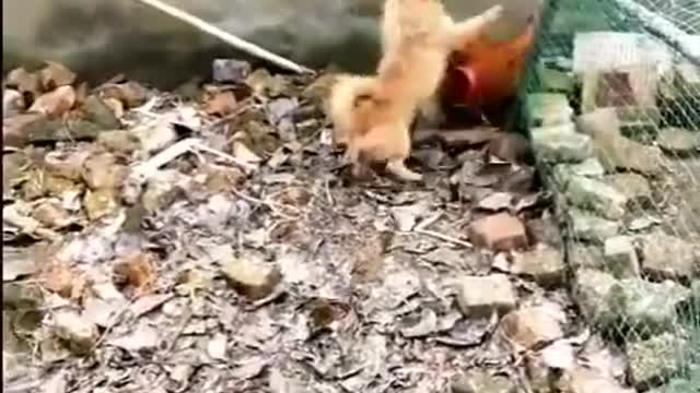 Chicken vs Dog Fight