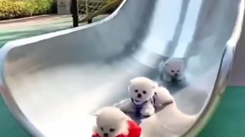 Fun and cute Puppies #cutepuppies