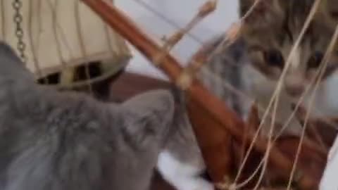 cats playing