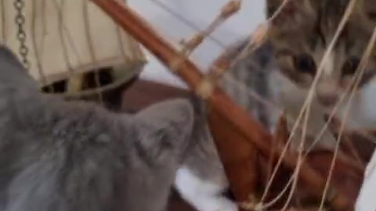 cats playing