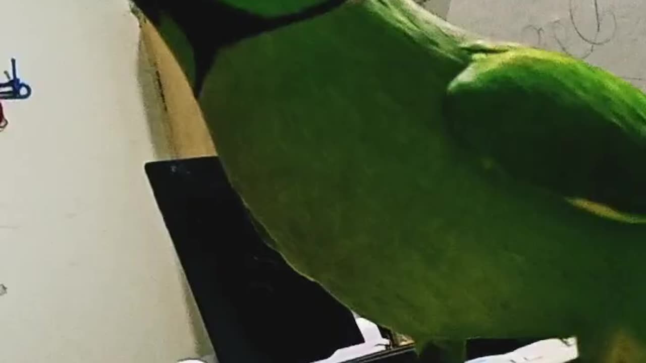 Funny parrot baby