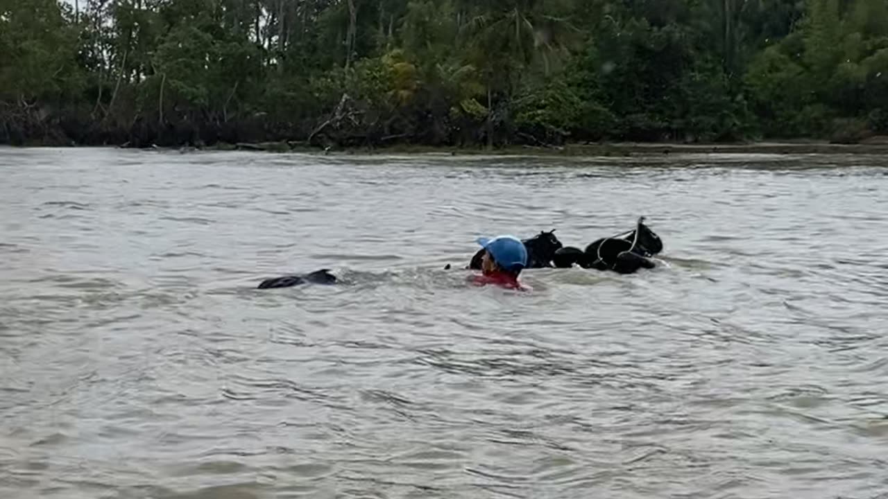 Man Rides on Swimming Buffalo