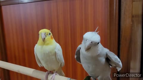 Adorable Yellow Parrot Reaches For Gray Singing Bird