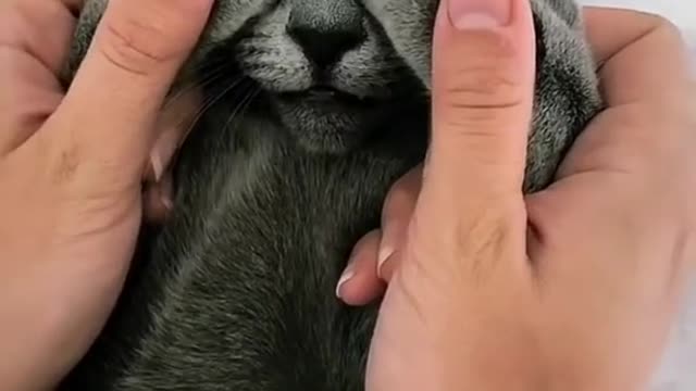 cute cat video for you .....Enjoy this video