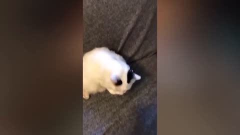 🤣 Funniest 🐶 Dogs and 😻 Cats - Awesome Funny Pet Animals Videos 😇