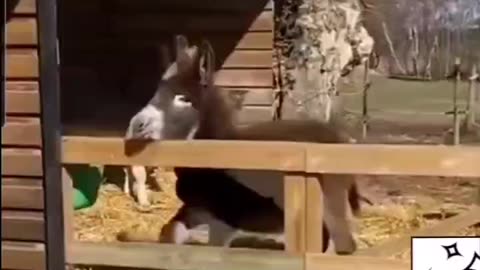 The Donkey Fall Over the Fence