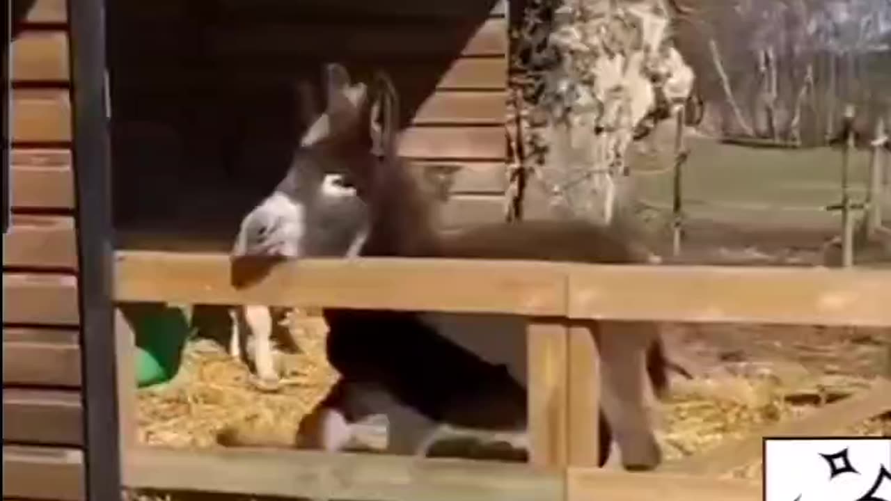 The Donkey Fall Over the Fence