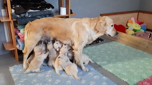 Cute Puppies drinking milk at age