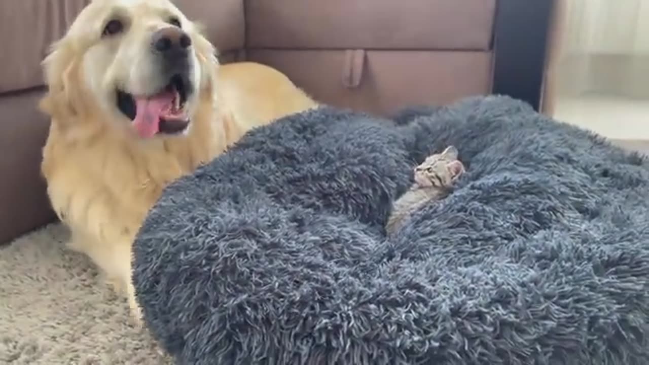 Golden Retriever Shocked by a Kitten occupying his bed