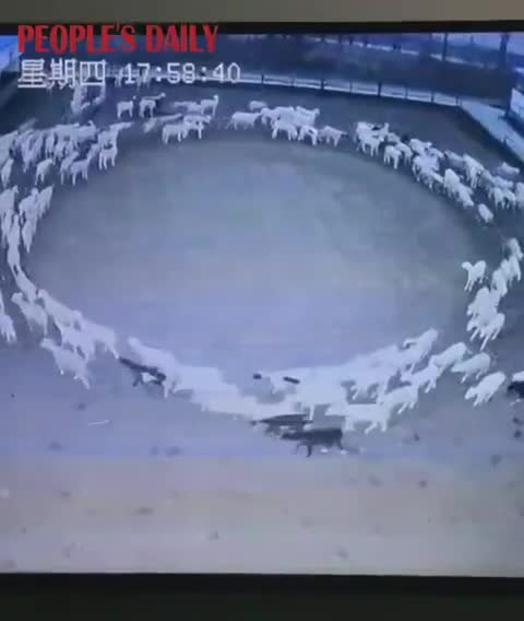 W Chinach dziesiątki owiec chodziły w kółko przez 12 dni.