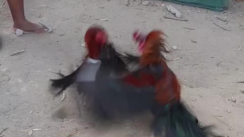 CHICKEN FIGHT GONE WRONG!!!!